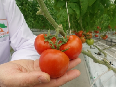 İstanbul'da topraksız tarım serası ilk ürünlerini verdi
