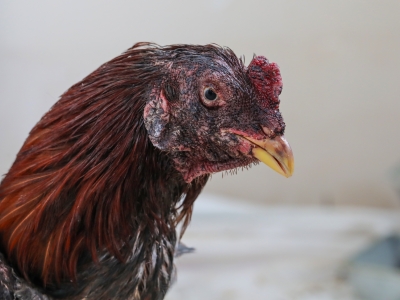 İstismar edilen horozlar devlet korumasında