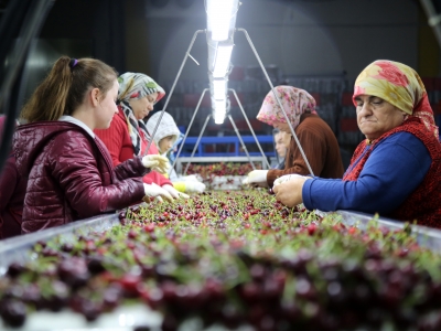 Kirazda ihracat sezonu umutlu başladı