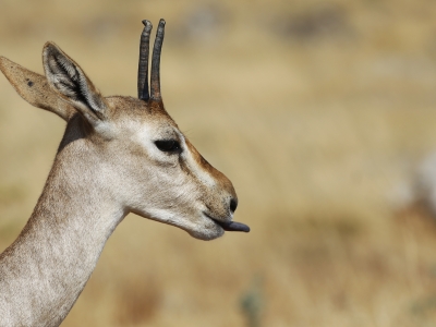 Bu ceylanlar için umut: Hatay