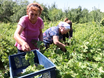 Üzüm suyu kadınların elinde hayat buldu