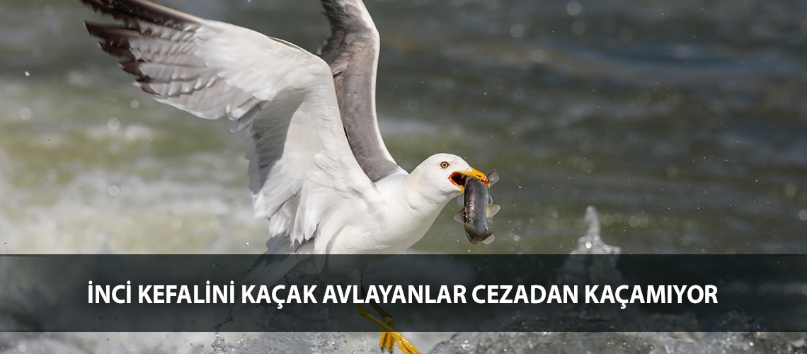 İnci kefalini kaçak avlayanlar cezadan kaçamıyor