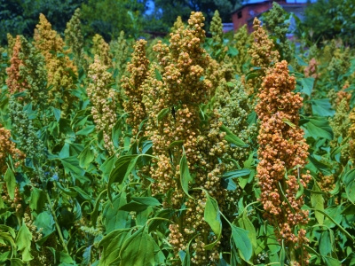 Samsun’da kinoa umudu