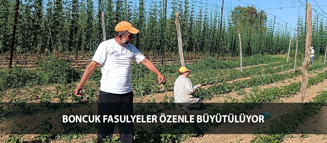 Boncuk fasulyeler özenle büyütülüyor