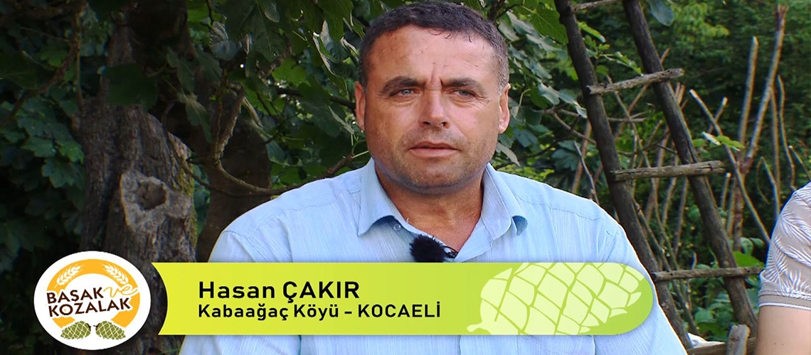 Başak ve Kozalak - Hasan ÇAKIR (Kabaağaç Köyü-KOCAELİ)