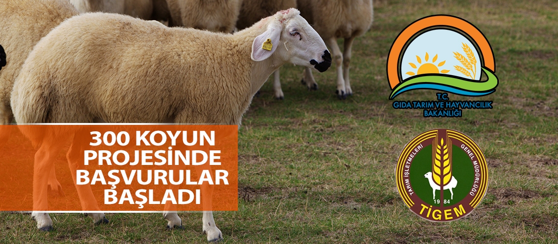 300 koyun projesinde başvurular başladı