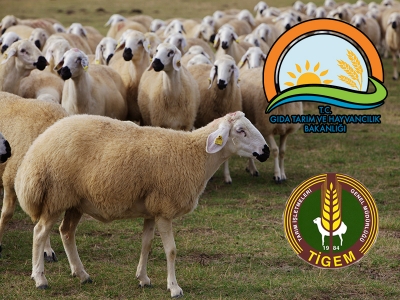 300 koyun projesinde başvurular başladı