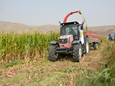 Çankırı’da silajlık mısır hasadı başladı