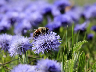 Küre çiçeklerinin göz alıcı güzelliği