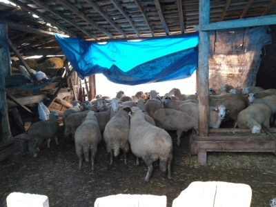 Küçükbaş hayvan tespit çalışmaları sürüyor