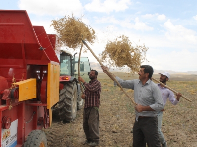 Nohut, mercimek ve çörek otu hasadı