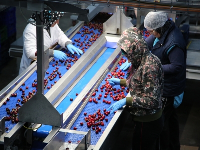 Kiraz ihracatı rekora koşuyor