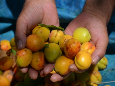 Ekonomiye kazandırmaya çalışıyorlar