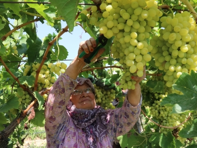 Çekirdeksiz üzümde ilk hasat başladı