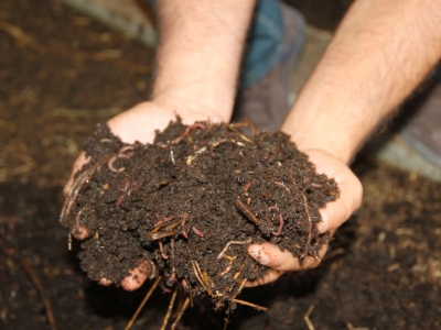 Solucan gübresi üretimi gelir kapısı oldu