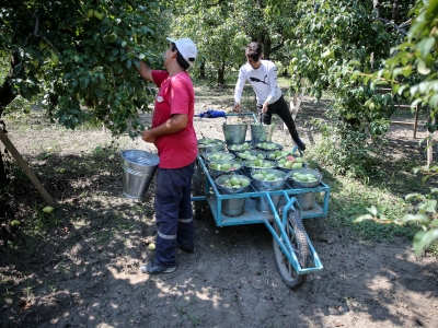 Türkiye'nin armut bahçesi