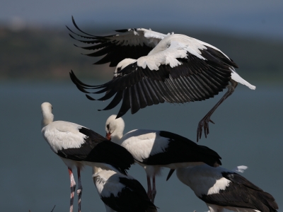 Leylek köyüne ziyaretçi akını