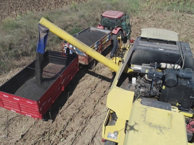 Ayçiçeğinde rekolte artışı