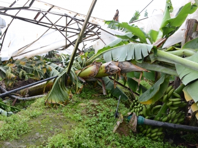 Doğal afetler üreticileri etkiledi