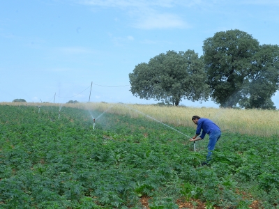 “Kenevir üretimiyle gelir artacak”