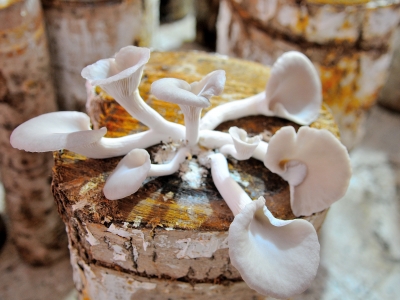 Hibe desteği alan kadın çiftçinin başarısı