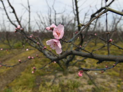 Lapsekili üreticiler 