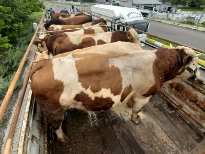 Ardahan'da kurbanlık sevkiyatları başladı