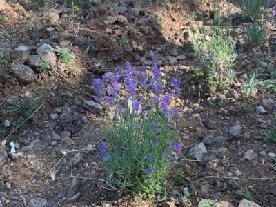 Safranbolu’ya lavanta ormanı