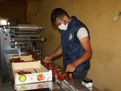 Salgın, Konyalı üreticileri durduramadı