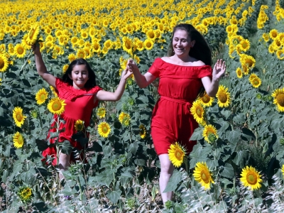 Ayçiçekler açtı, agro turizm canlandı