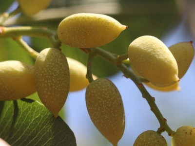 Fıstık bahçelerinde bereketli sezon