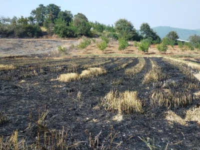 Balıkesir’de çeltik hasadı sonrası ceza yağdı