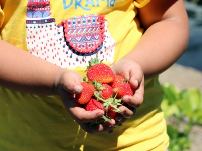 Çilek üreten eller projesi kadınlarla hayat buldu