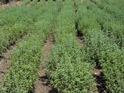 DİTAP ile pazara kolay ulaştı