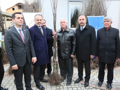 Bursa’da ayva fidanı dağıtıldı