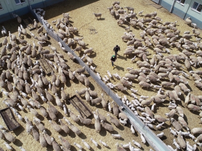 Türkiye’den Azerbaycan’a morkaraman ve akkaraman ihracatı