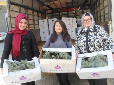 Lavanta Kahramanmaraş tarımında