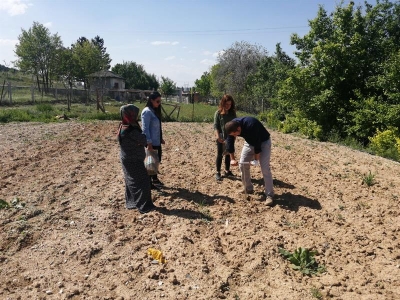 Safran çiçeklerine kadın eli değdi