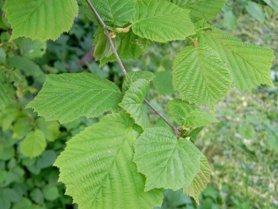 Fındıkta Budama Seferberliği Devam Ediyor
