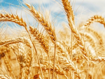 Genç çiftçi desteği için son gün 30 Nisan