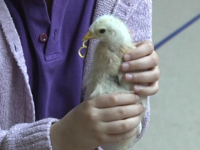 Civcivler okulun maskotu oldu