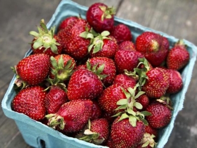 Sason'da çilek hasadı başladı