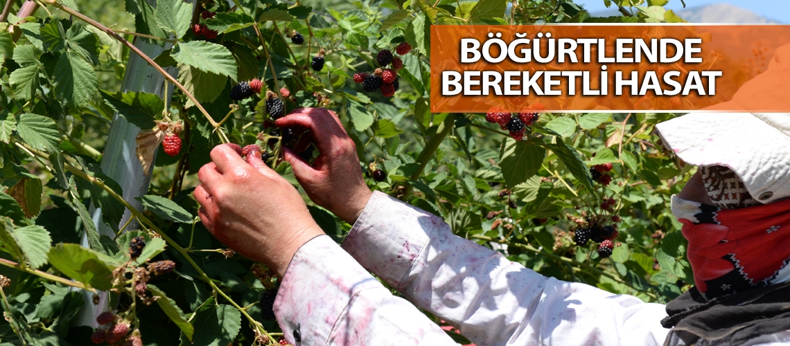 Kahramanmaraş’ta böğürtlen hasadı sürüyor