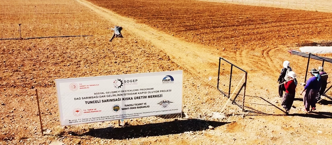 Tunceli Sarımsağı