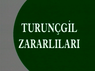 Turunçgil Zararlıları