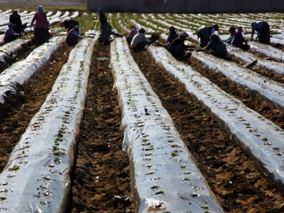 Taze meyve ve sebze ihracatı hızlandı