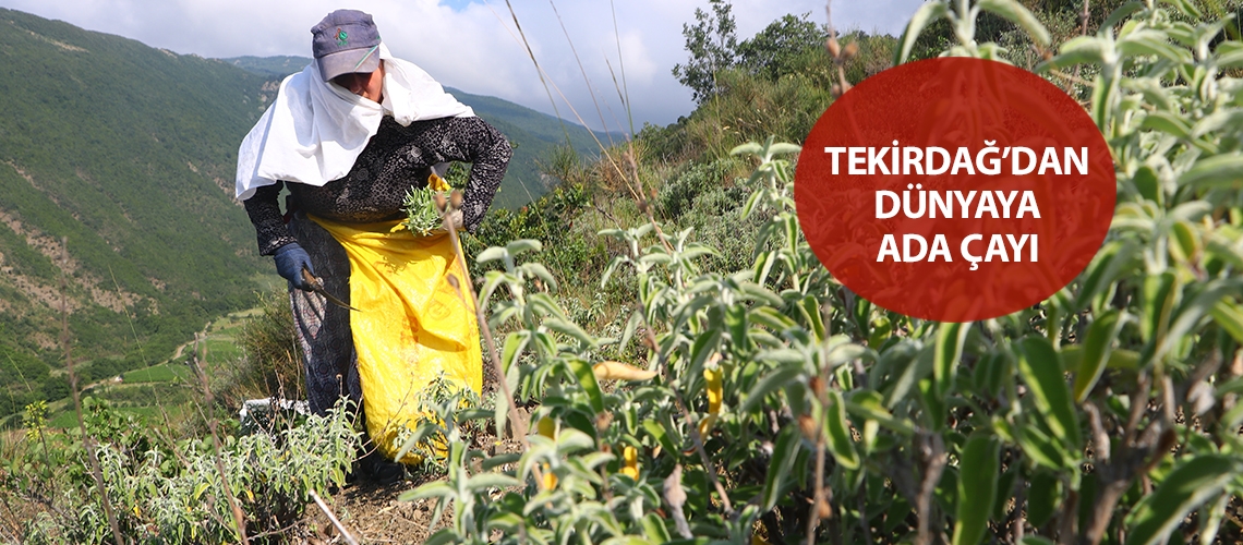 Tekirdağ’dan dünyaya ada çayı