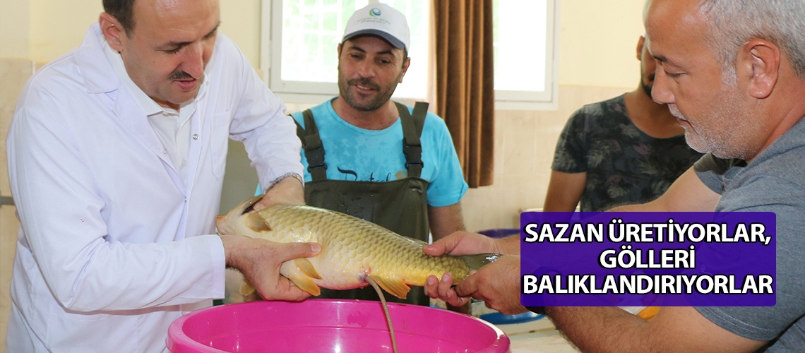 Sazan üretiyorlar, gölleri balıklandırıyorlar