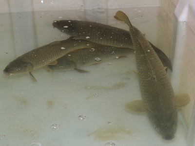 Sazan üretiyorlar, gölleri balıklandırıyorlar