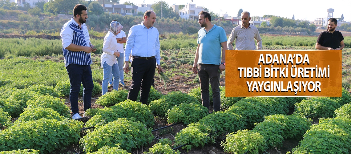 Adana’da tıbbi bitki üretimi yaygınlaşıyor